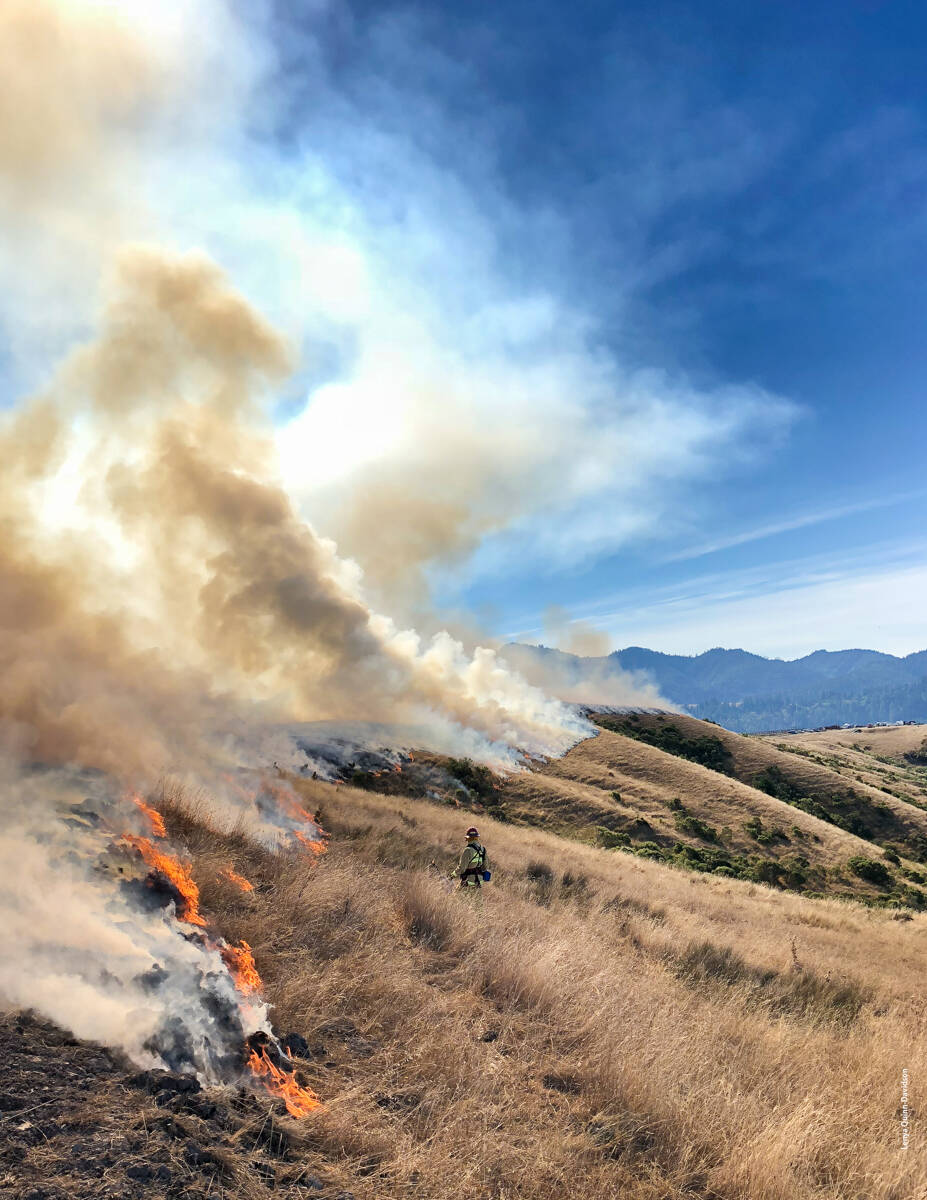 In September 2018, the Humboldt County Prescribed Burn Association conducted a burn at the McBride Ranch near Cape Mendocino in Humboldt County, targeting about 350 acres of coyote brush that had invaded coastal rangelands.