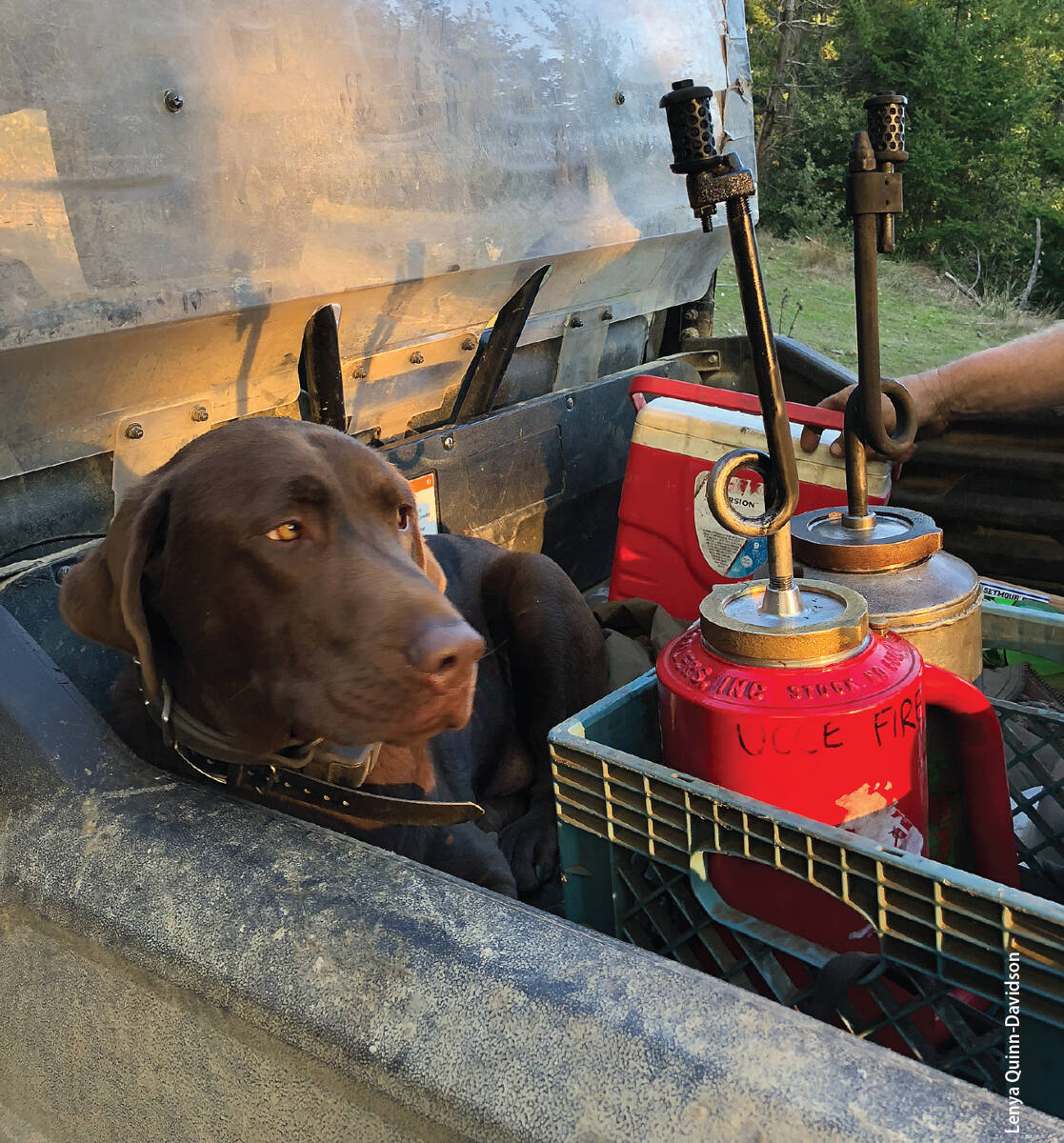 A dog protects drip torches in the back of a truck. With prescribed fire, land managers can achieve objectives that range from reducing fuel loads in forests to establishing diverse ecosystems in which threatened species can thrive.
