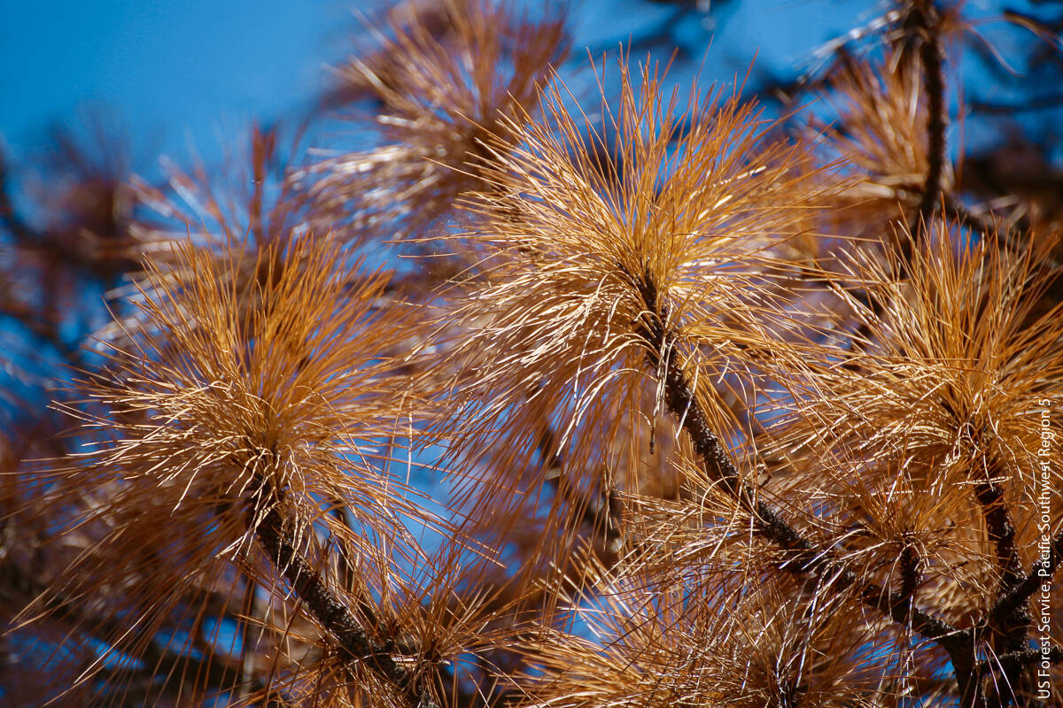 Dead needles on tree in the Sierra National Forest.