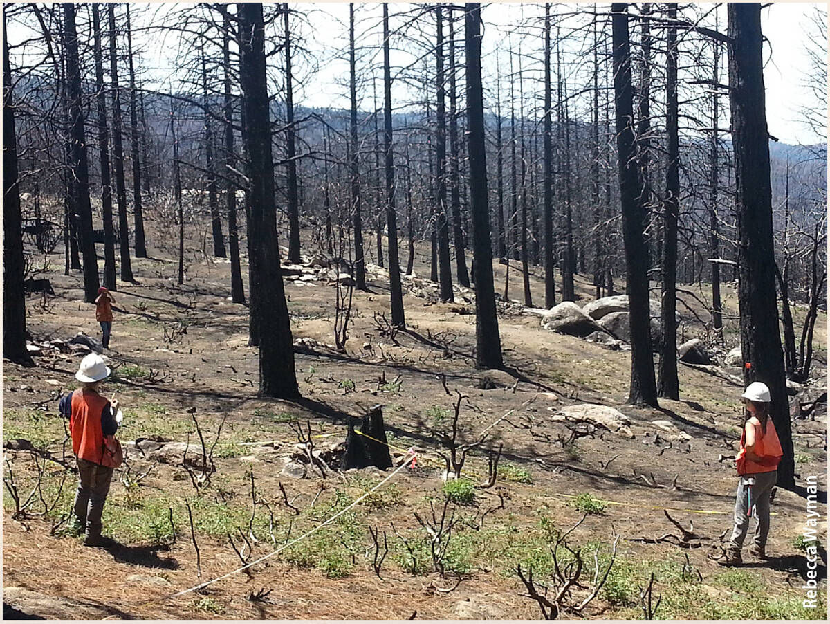 In the footprint of the 2015 Rough fire, UC Davis crew members collect plot data 1 year post-fire to evaluate the relationship between pre-fire tree mortality and wildfire severity.