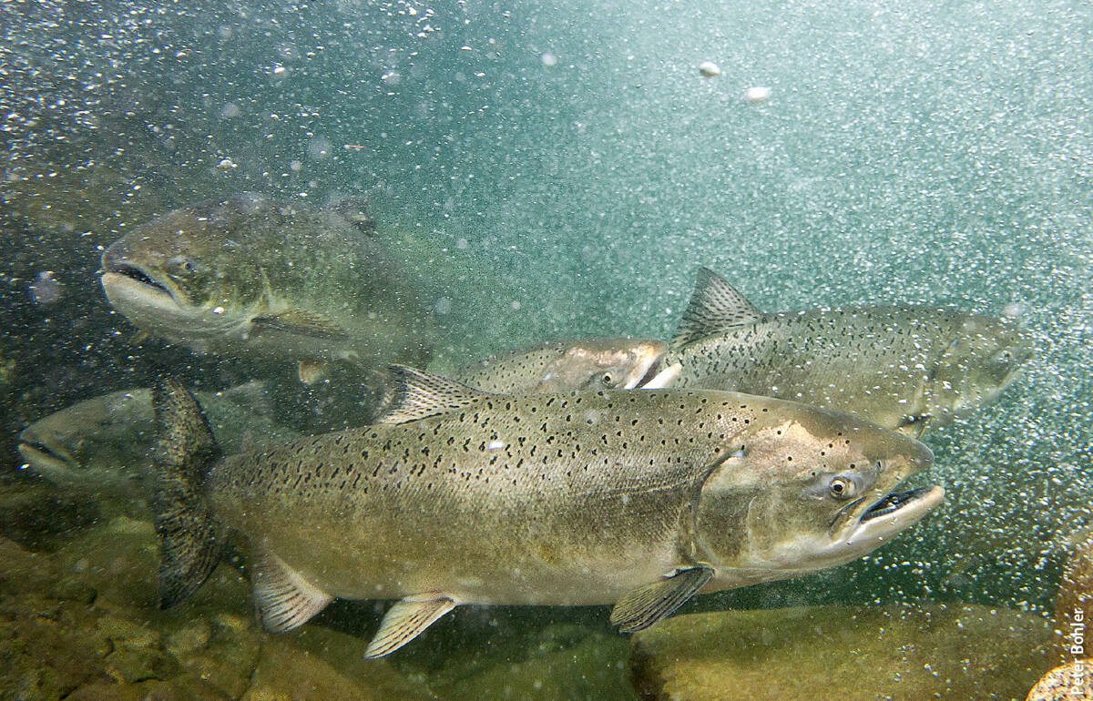 Performing genetic analysis of chinook salmon in Oregon's Rogue River, UC Davis scientists found a robust association between migration phenotype (spring run or fall run) and a single genetic locus. A dramatic change in allele frequency at this locus explained the rapid phenotypic shift that researchers observed after a recent dam construction.