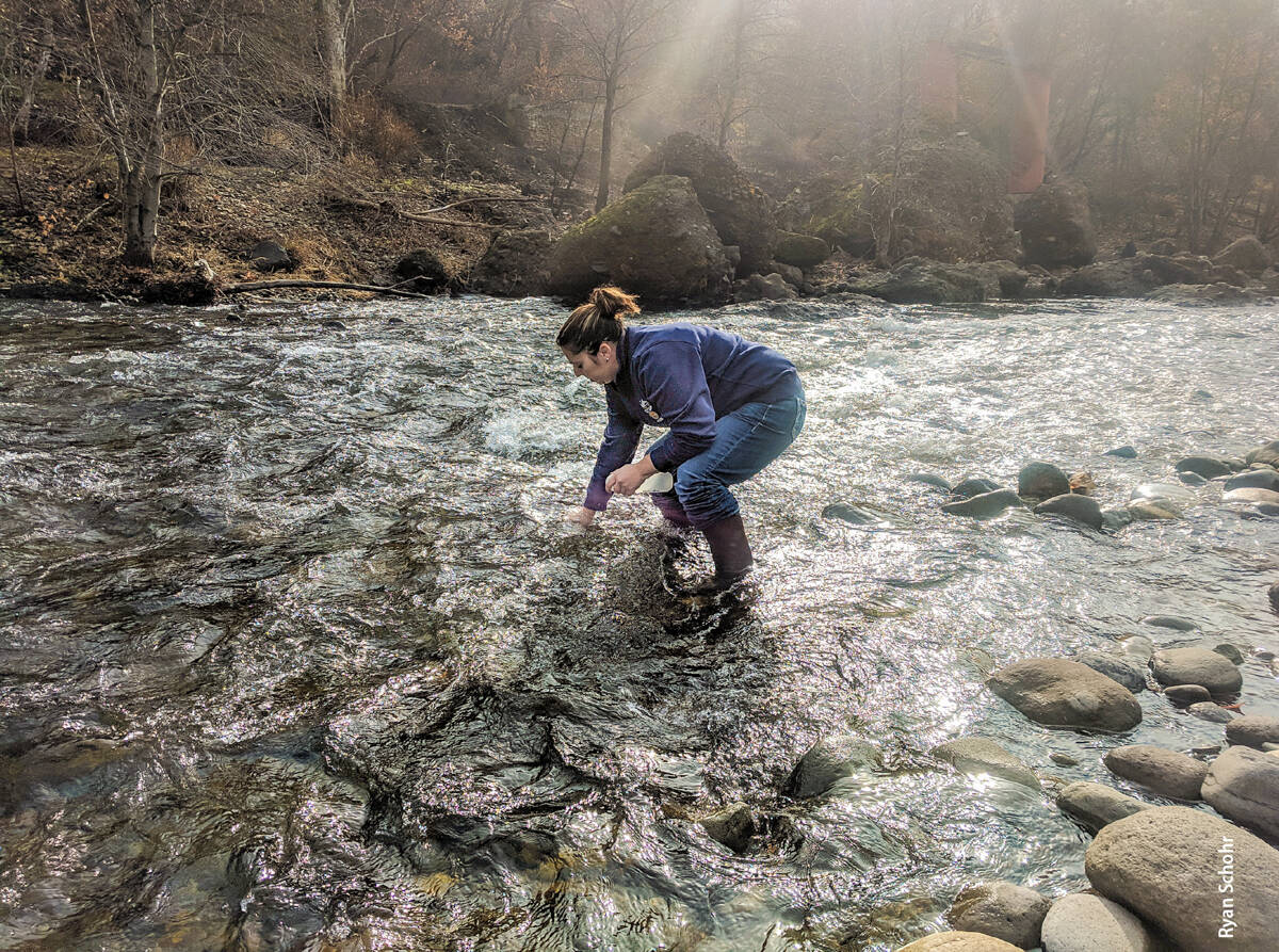 Tracy Schohr, UCCE Butte County livestock advisor, took weekly water samples from the Feather River to check for heavy metals, which are very toxic to cattle. Paradise is at the top of the watershed that supplies water to ranchers.