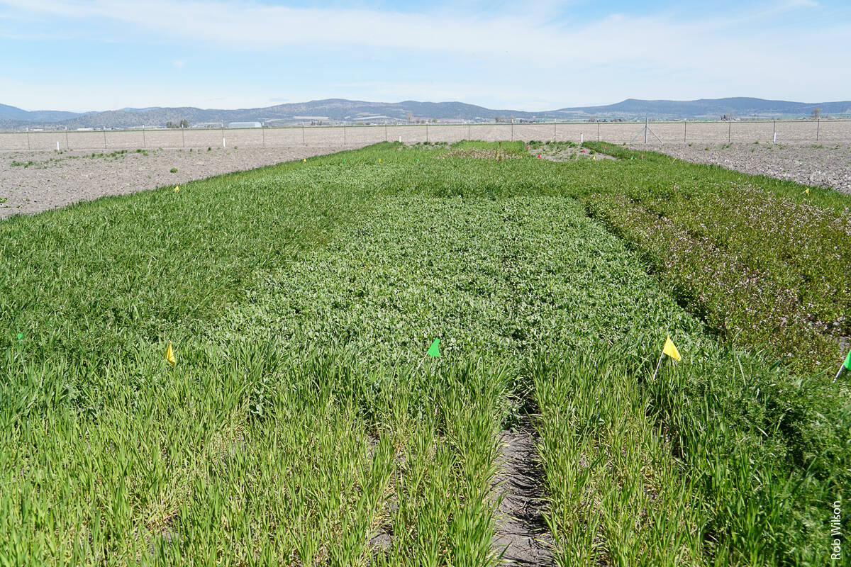 Fall cover crops shortly before harvest and incorporation. According to UCCE researchers, vetches and field peas helped produce potato crops whose yield and quality were similar to crops grown with conventional fertilizers.