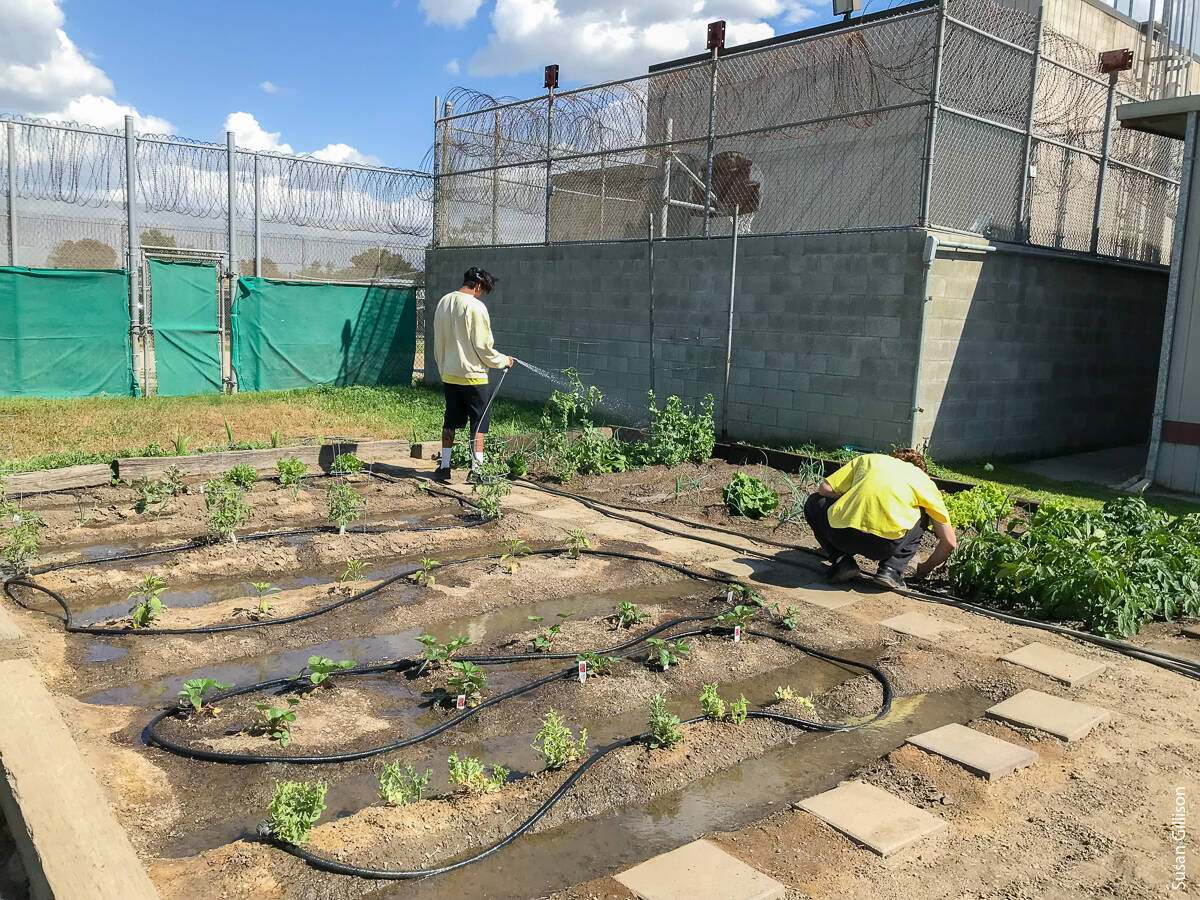 Youths at the Kings County Juvenile Center get down to work as part of a UC Master Gardener project. Research shows that gardening provides physical, emotional, social and economic benefits to those who participate in it.