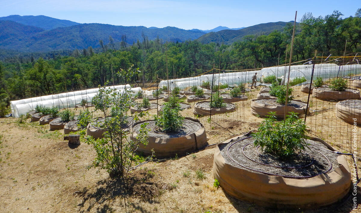 At this cannabis farm in Trinity County, photographed during the early growing season, infrastructure for mixed-light cultivation is visible in the background. Full-sun outdoor cultivation, with associated drip irrigation, is visible in the foreground.