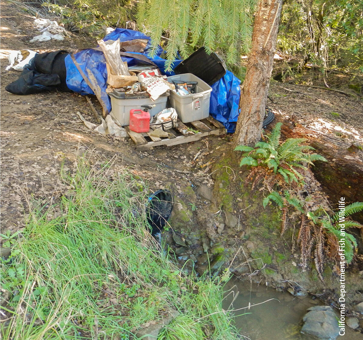 Fuel and trash next to a stream at a noncompliant cannabis cultivation site.