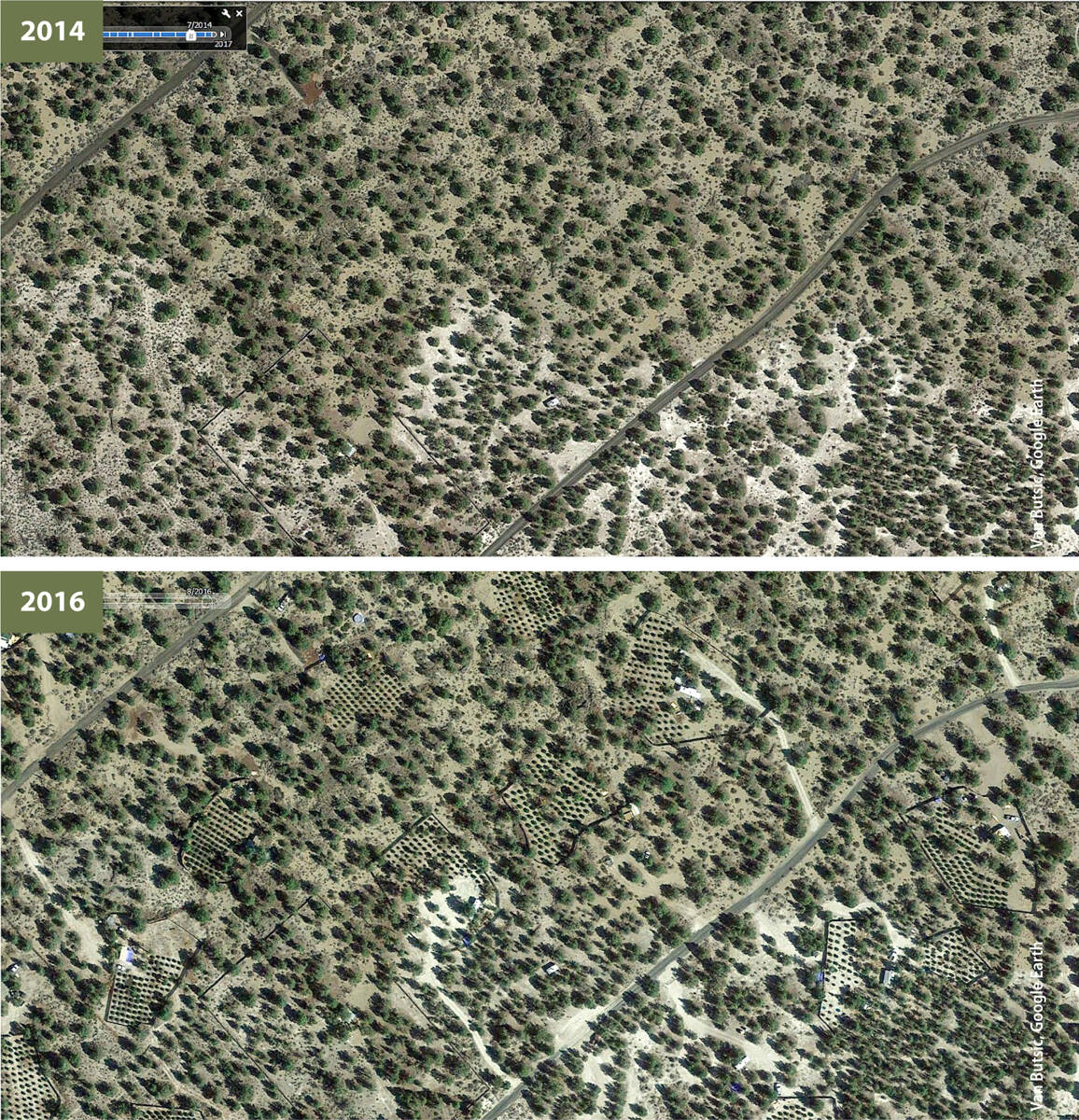 Images from Google Earth show the establishment of new cannabis cultivation sites between 2014 and 2016 at a Siskiyou County subdivision. Images courtesy of Dr. Van Butsic.
