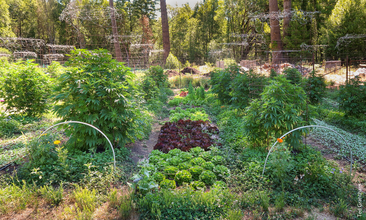 In Humboldt County, a permitted cannabis grow is integrated with a small-scale commercial vegetable farm operation. Results from a recent study suggest that cannabis farms with more plants are more likely to apply for cultivation permits than farms that grow fewer plants.