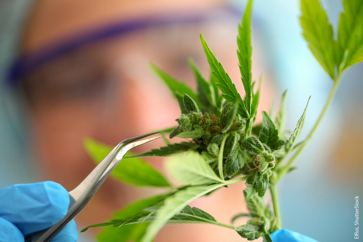 Though researchers who wish to study the cannabis plant face strict federal constraints, opportunities to conduct cannabis research are not scarce around the UC system.