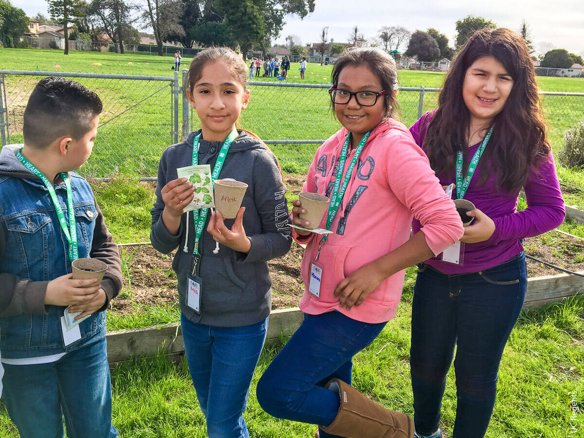 At a 4-H in-school club at an elementary school, youth learn about healthy foods through gardening. The authors' findings indicate that youth development outcomes and program experience were similar across 4-H community clubs and 4-H Latino Initiative programs.