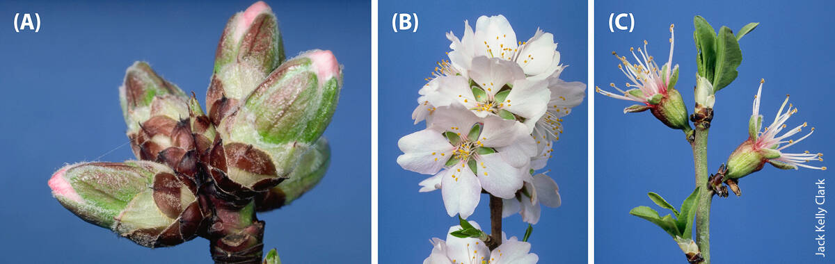 Growers typically apply a fungicide at pink bud (A) followed by a second application within 7 to 10 days at full bloom (B). These two applications are for brown rot and, to a lesser extent, green fruit rot and anthracnose control. A third treatment is applied at petal fall (C), 7 to 10 days after the second application, principally for shot hole and anthracnose control.