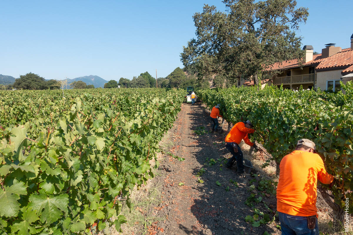 Results from a survey of 611 Napa County vineyard workers indicate that workers were very satisfied with the nature of agricultural work, but dissatisfied with their commute and the health consequences of working in vineyards.