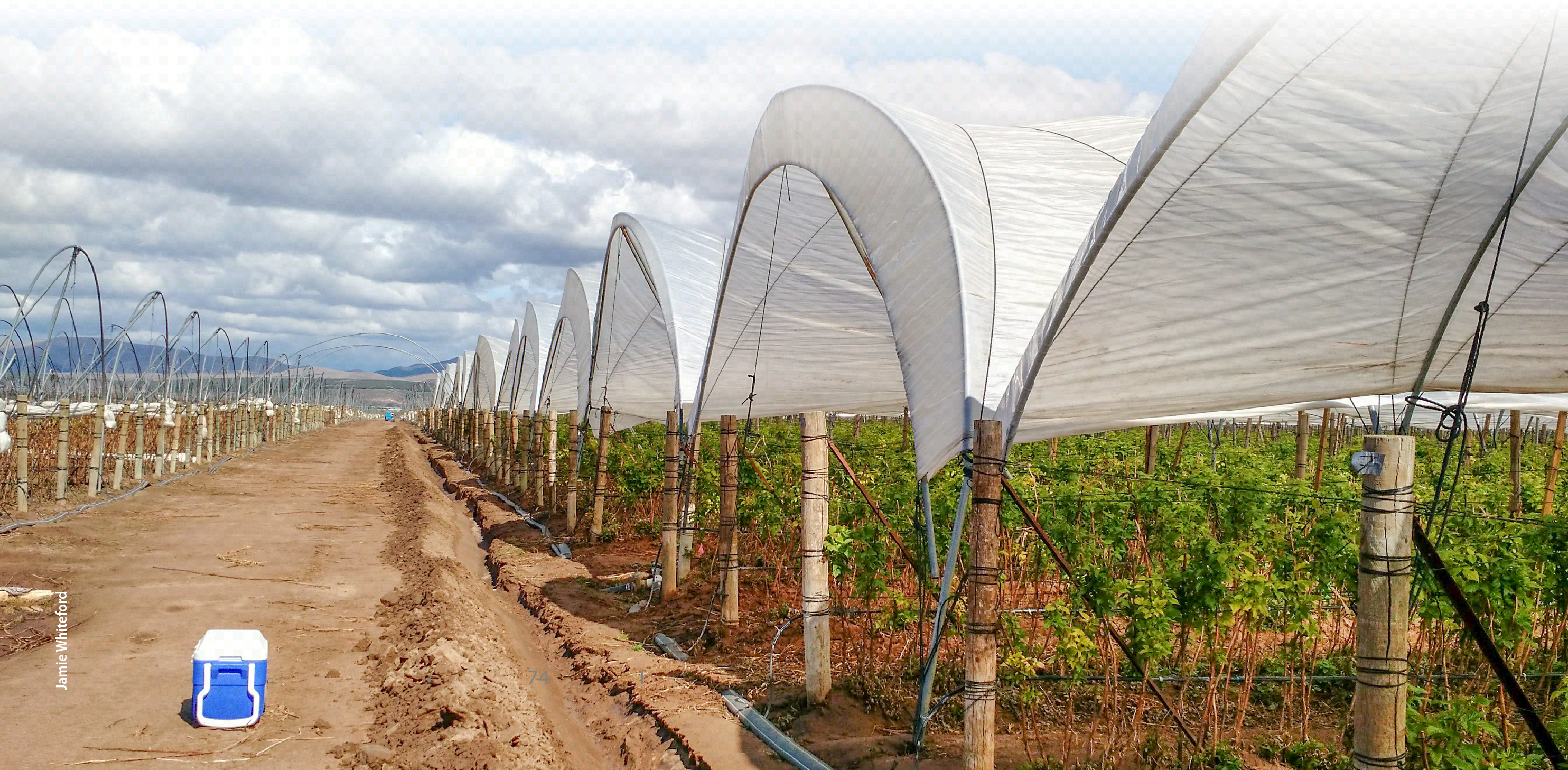 In coastal California, most caneberries, some strawberries, cut flowers, herbs and leafy greens are grown in plastic-covered structures like the ones shown here.
