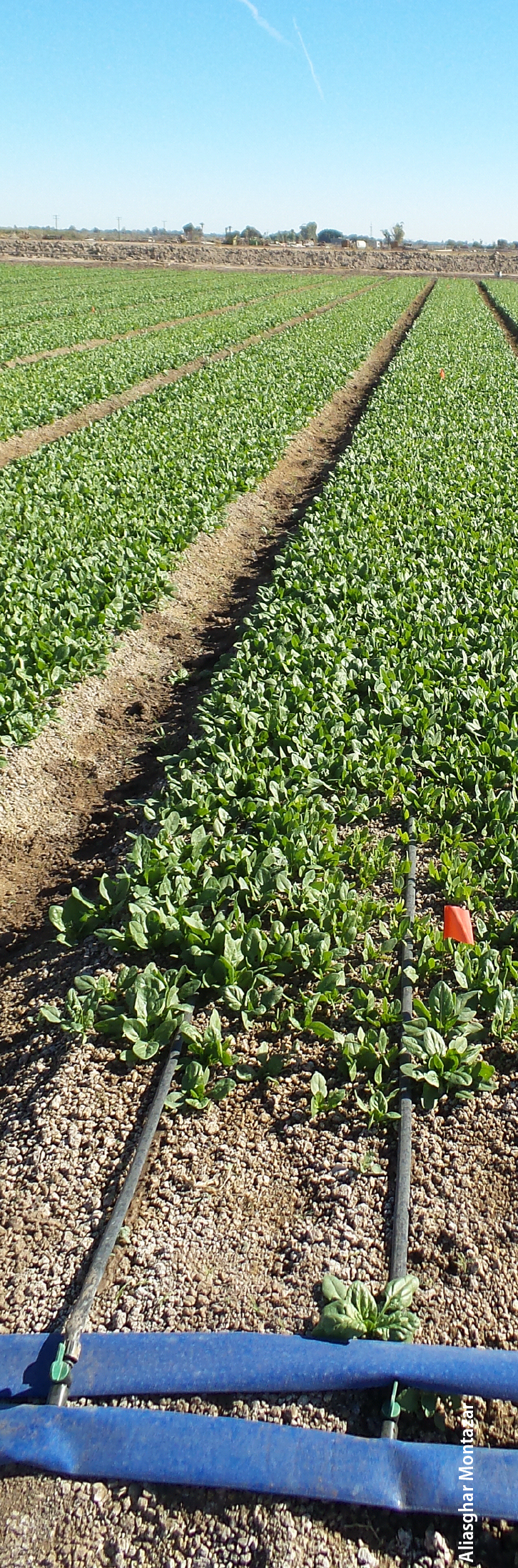 Drip irrigation in organic spinach production shows promise as a means of conserving water and managing disease.