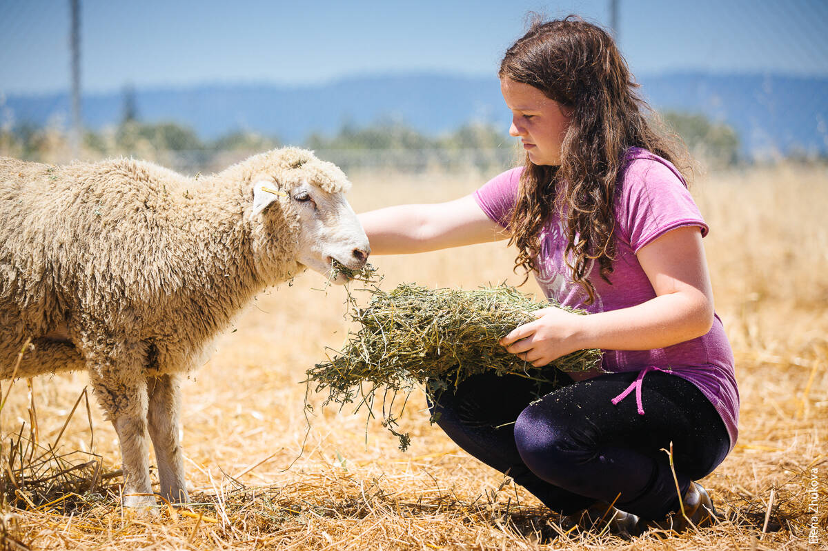 According to the researchers, traditional 4-H livestock projects play a critical role in encouraging youth to participate in the 4-H Youth Development Program.