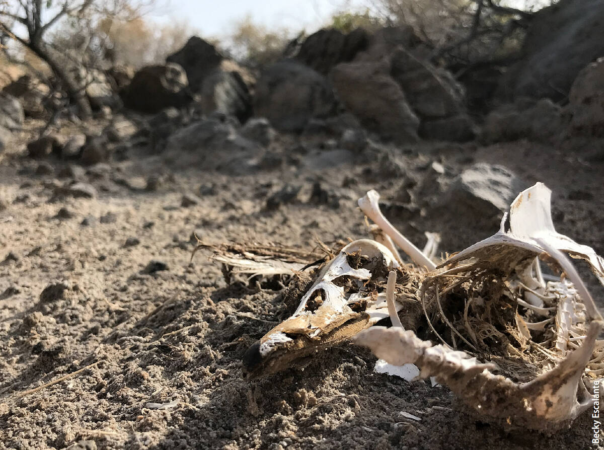 A gull carcass. Several species of gulls use the Salton Sea, including the California gull (the state bird of Utah) and the yellow-footed gull, whose only frequented U.S. location is the Sea.