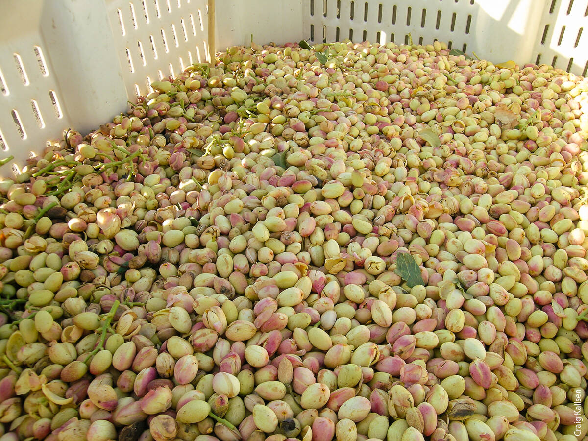‘Golden Hills’ nuts in the bin at harvest. Results from trials of UC-bred cultivars show that the new cultivars have earlier harvest dates and improved nut quality.