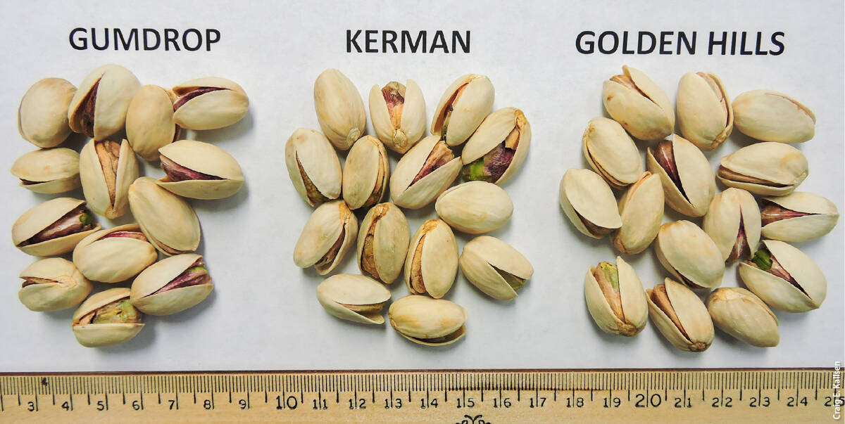 A visual comparison of the nuts of ‘Gumdrop’, ‘Kerman’ and ‘Golden Hills’.