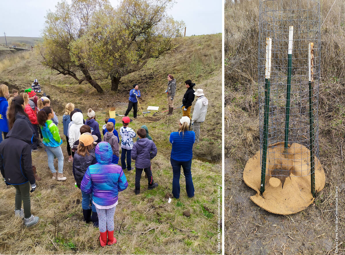 Left, fifth grade students learn how to plant acorns as part of a riparian restoration project in Sonoma County, California. Right, coast live oak acorns are protected from herbivory after planting in Sonoma County.