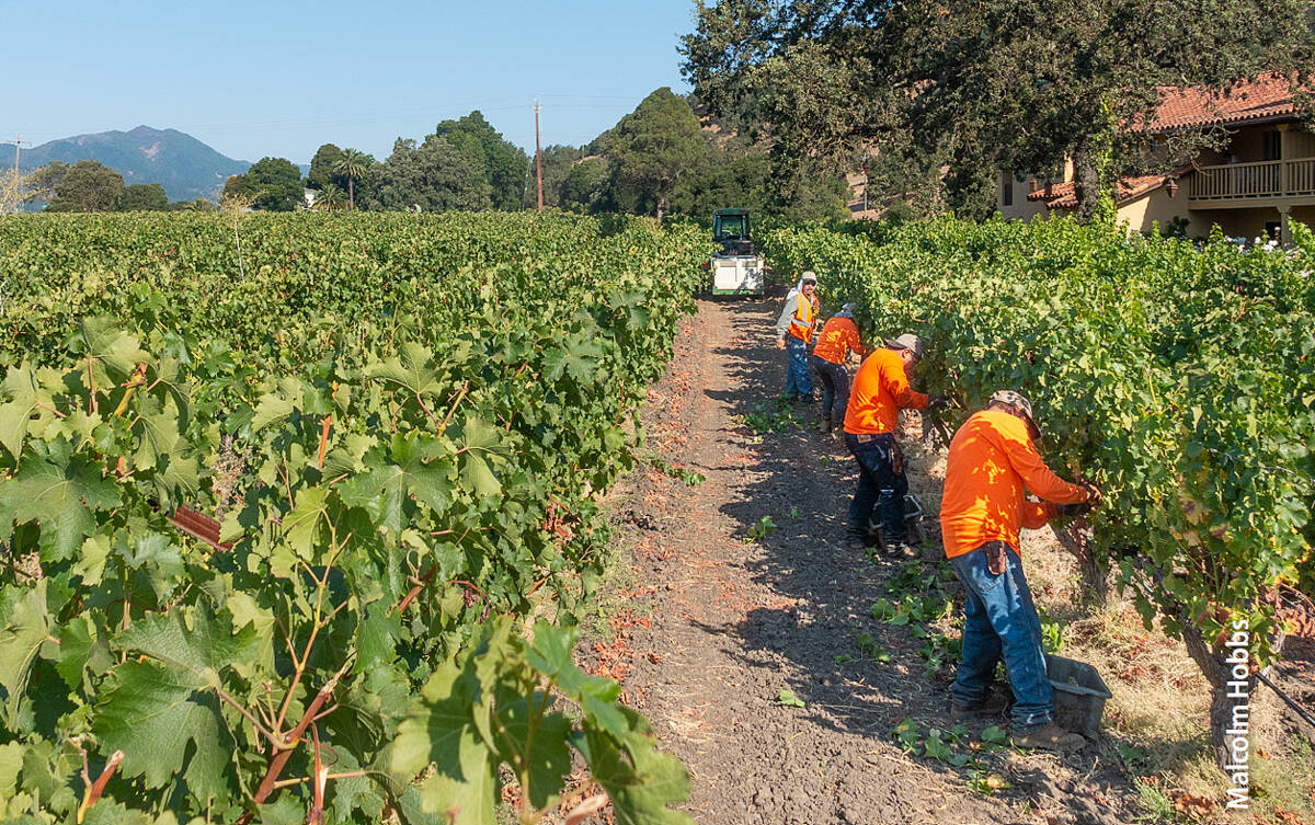 Workers harvesting grapes in California. On some farms, growers are spreading workers out for social distancing.