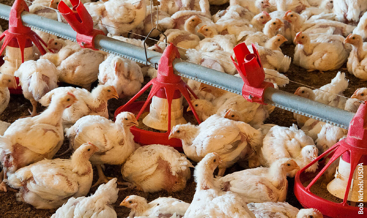 Broilers on a farm in Texas. If processing lines are slowed due to a lack of healthy employees or social distancing, everything upstream bottlenecks, which results in less product available commercially and even euthanasia of flocks.