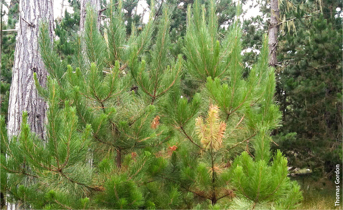 Native Monterey pine with typical early symptoms of pitch canker. Yellow-brown needles result from an infection that has girdled a branch proximal to the dying needles.