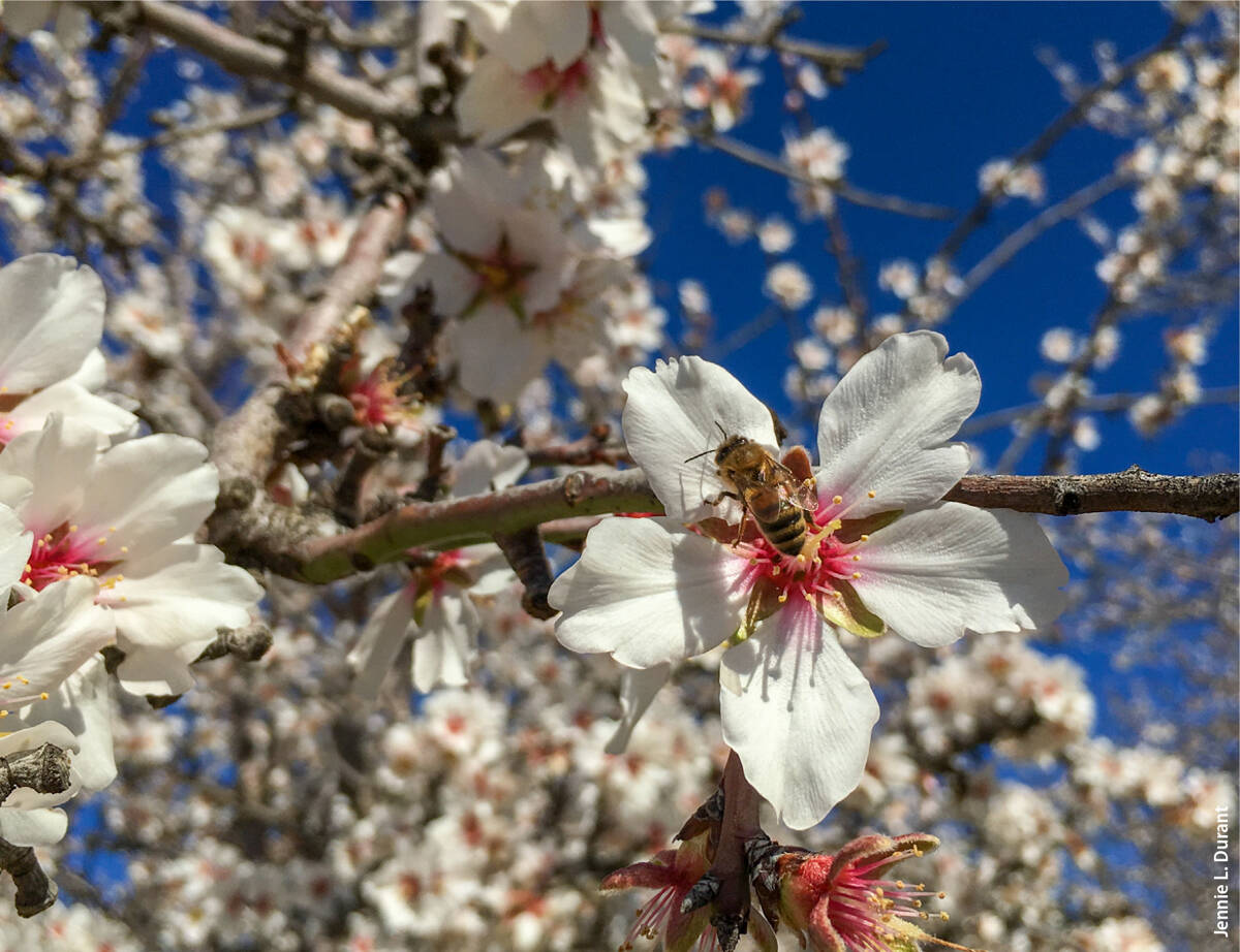 In 2018, approximately 2 million honey bee colonies were required in California's Central Valley to pollinate almonds — around 81% of managed honey bee colonies in the United States.