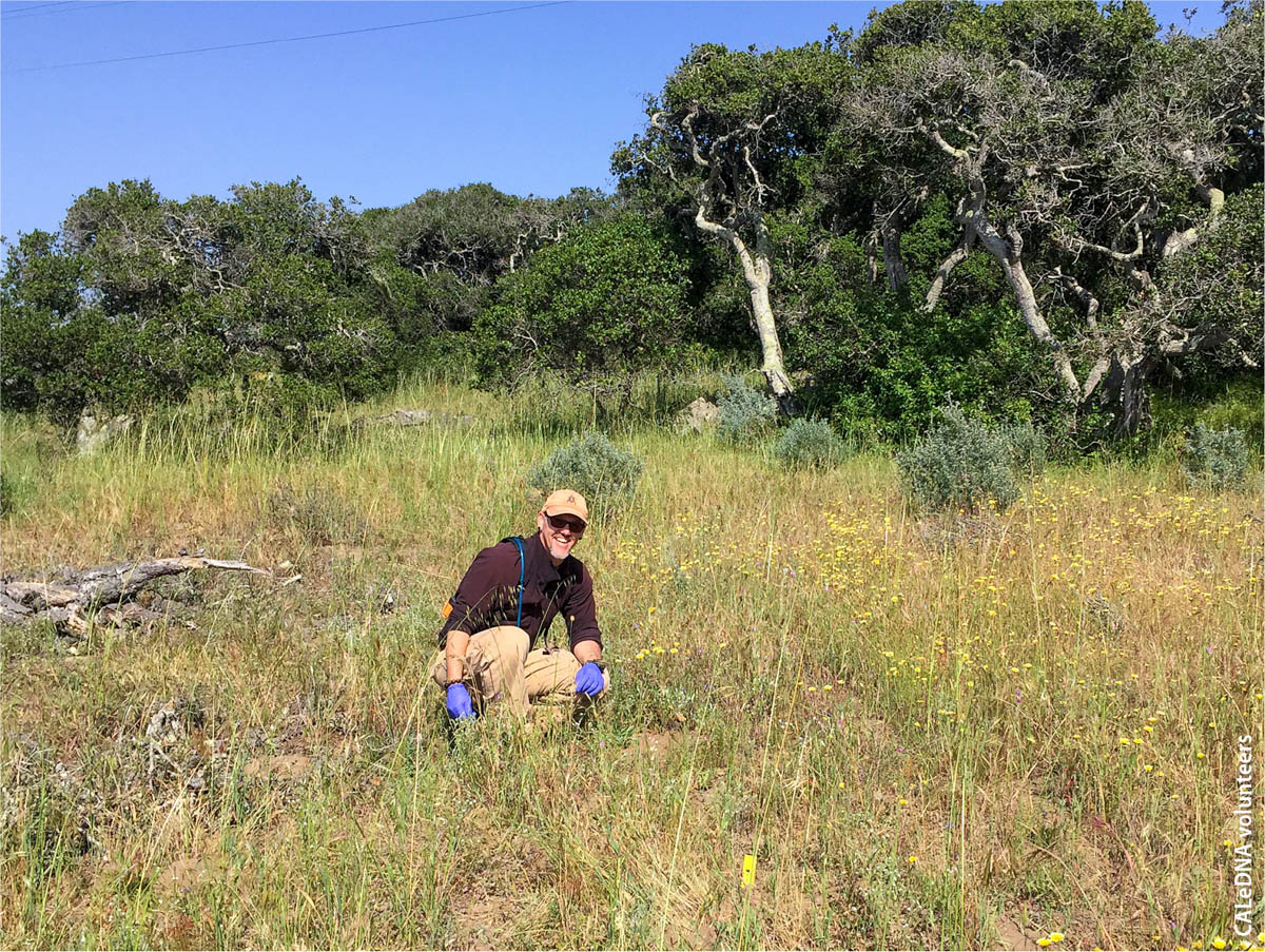 UCSC graduate student and expert entomologist Jon Detka hikes at UC Fort Ord Natural Reserve to collect for CALeDNA.
