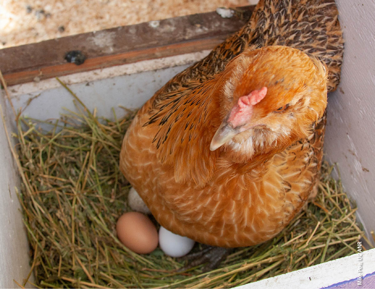 To find whether urban fires could produce toxicity in eggs laid by backyard hens, UCCE Assistant Specialist Maurice Pitesky and his colleagues conducted a community science project in which owners of backyard chicken flocks provided egg samples for laboratory analysis.