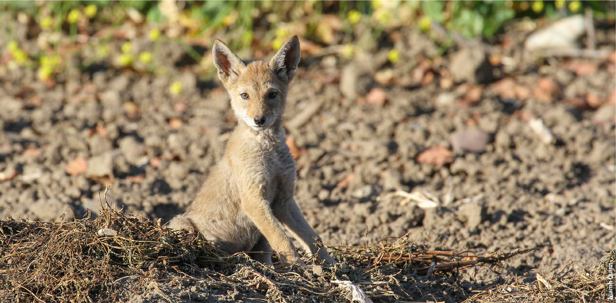 A young coyote at South Coast Research and Extension Center. A community science project in Southern California called Coyote Cacher allows residents to report coyote encounters and receive alerts of coyote encounters in their zip codes.