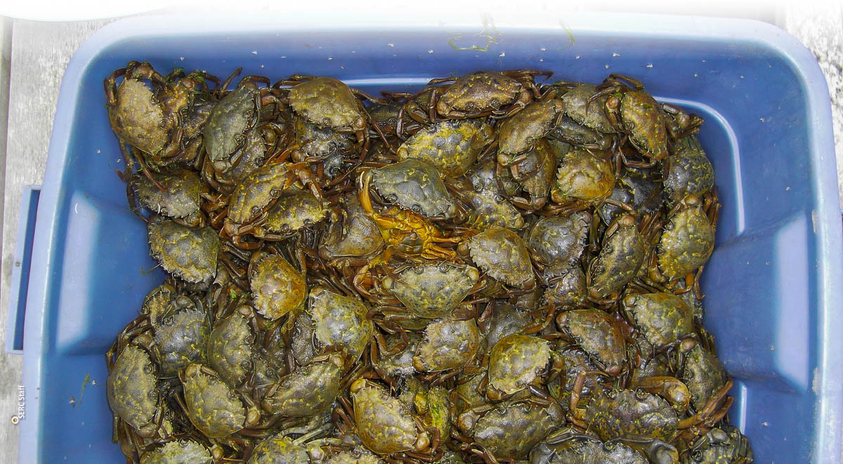 The invasive European green crab (Carcinus maenas). The involvement of community members was key to the success of the sustainable management program that significantly reduced the abundance of this crab in a Northern California estuary.