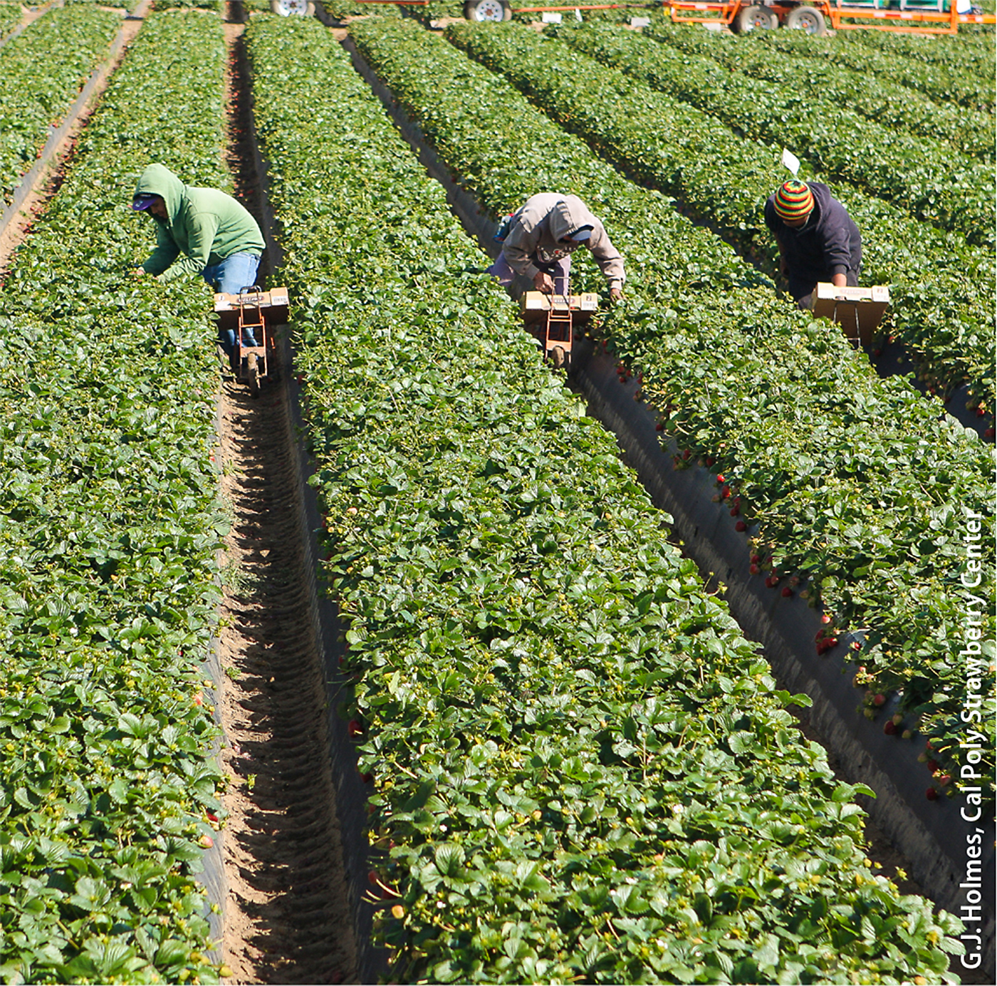 A manual harvest crew picking strawberries for fresh market sale. While it is difficult to match the speed and accuracy of human harvesters, rising labor costs make robotic alternatives increasingly attractive.