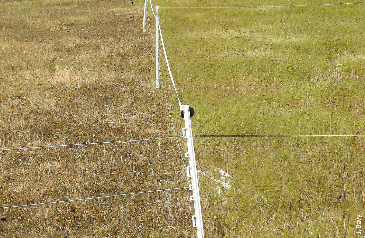 Reduced medusahead densities in grazed areas (left) compared to ungrazed areas (right).
