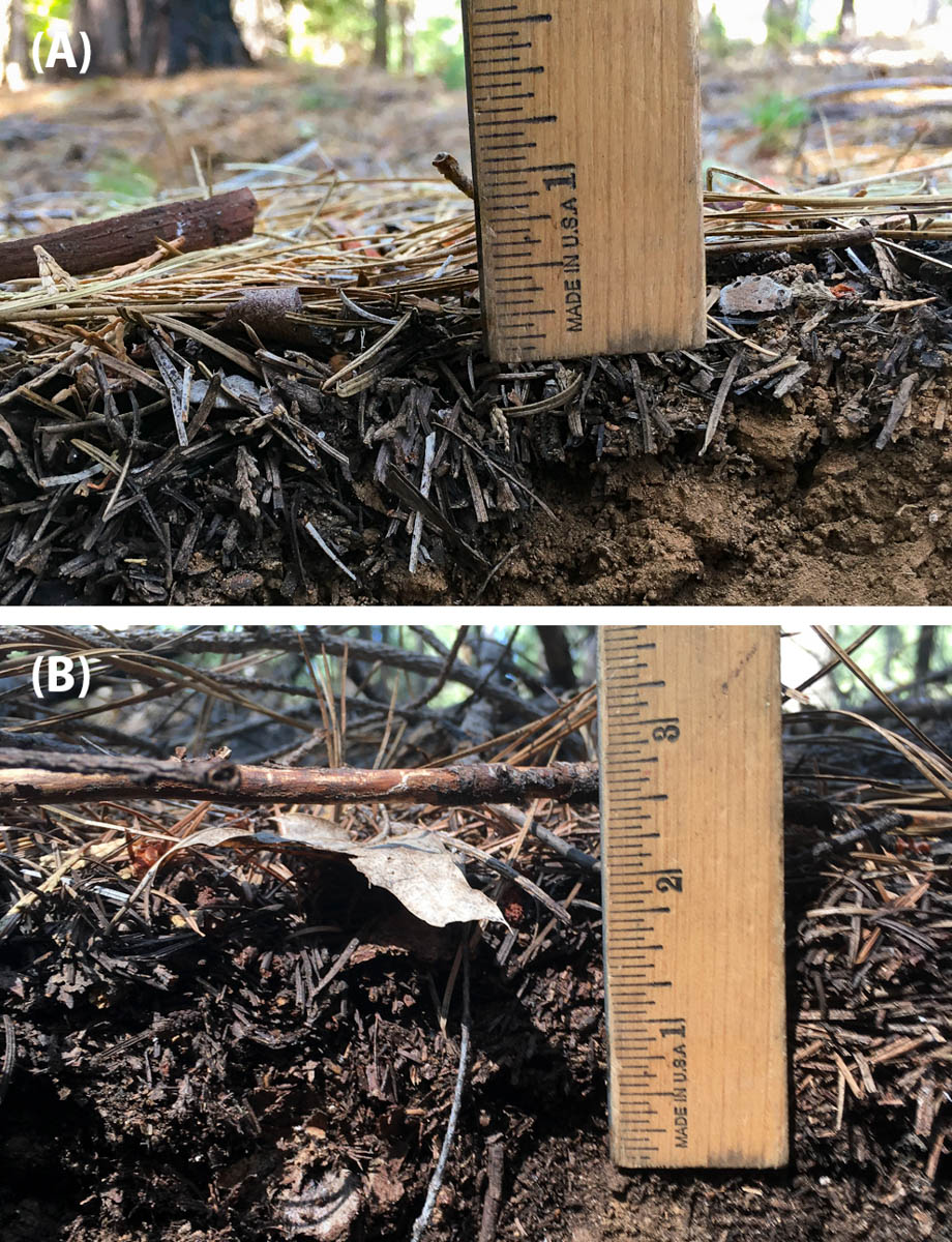 Profile of surface fuels in a stand burned three times in the past 18 years (A) and a stand with thick duff and woody debris that has not burned in the past 100 years (B). One burn may not consume all of the fuel that is in stand B, but multiple burns may maintain lower fuel levels or progressively reduce fuel over time. Photos: Rob York.