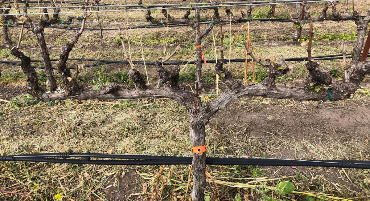 Grapevine spur positions were pruned to three 1-foot-long buds in early March 2019. Photo: Akif Eskalen.