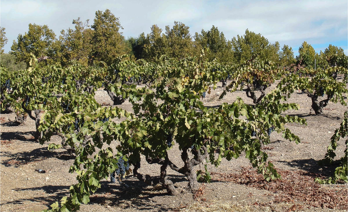 The dry farming of grapes is one potential strategy for conserving water in the critically overdrafted Paso Robles Watershed Subbasin. Photo: Nicholas Babin.