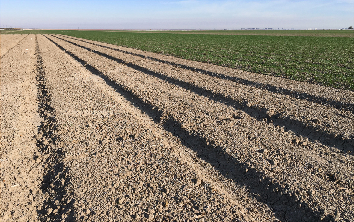Cover crop and control side by side in Firebaugh. Photo: Jeffrey Mitchell