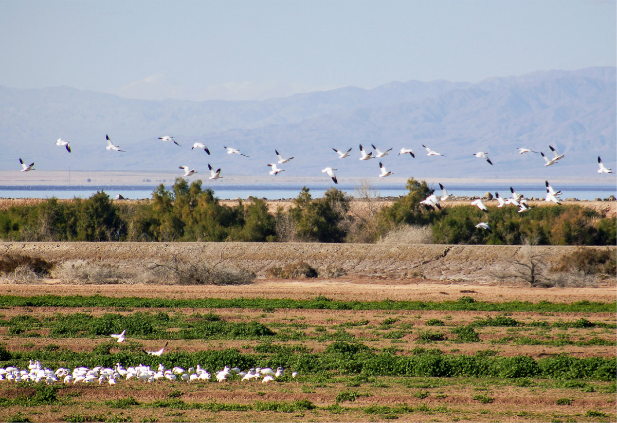 Eco-epidemiologal models show that increased hypersalinity and playa dust in the Salton Sea region are driving bird and fish populations to extinction or extirpation. Photo: Jonathan Nye