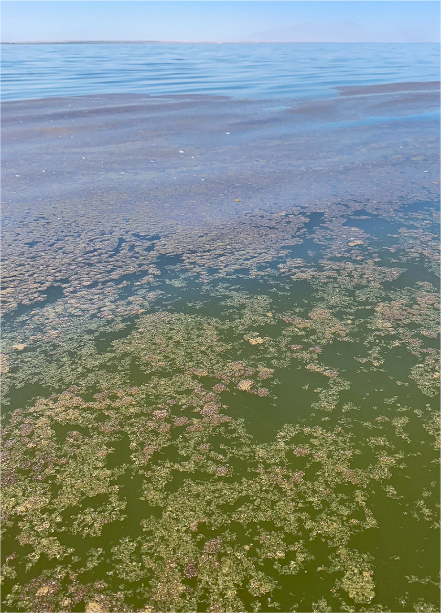 Floating particulate organic matter and blue-green algae proliferation. Photo: Caroline Hung.