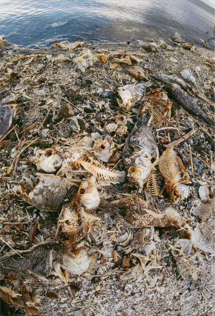 Fish remains on the North Shore shoreline of the Salton Sea in Riverside County, California. For years the Salton Sea has been shrinking, leaving dry lakebeds, saltier waters and a damaged ecosystem. Photo: Steve Payer, DWR.