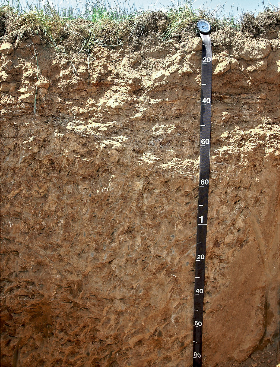 A soil profile from soil health region 3 showing a root-restrictive horizon between 30 cm and 50 cm relative to the black tape measure. Photo: Toby O'Geen
