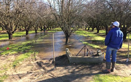 Winter flooding recharges groundwater in almond orchards with limited effects on root dynamics and yield