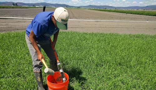 Improvements to the soil nitrate quick test for California small grains