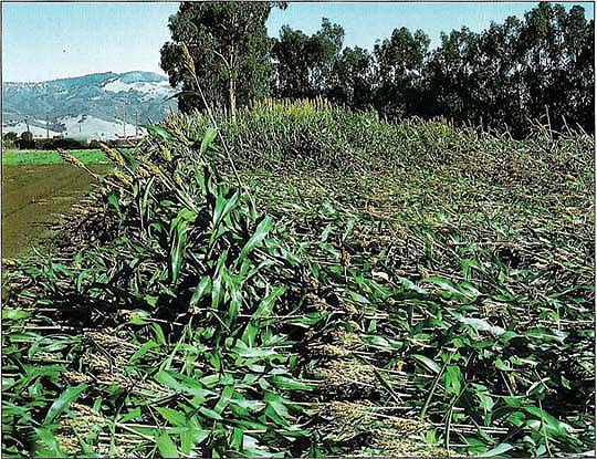 Lodging is a potential problem in growing sweet sorghum. In this trial at Salinas, lodging occurred in November after a rain and wind storm.