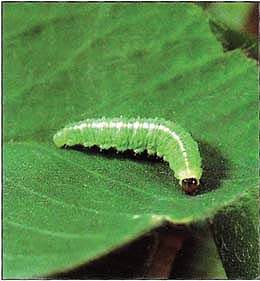 Late-stage weevil larva