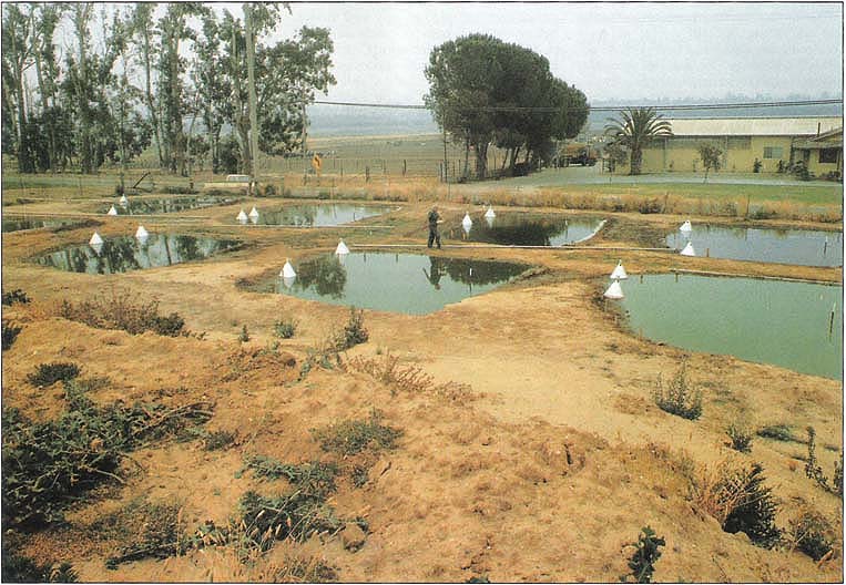 Experimental dairy wastewater ponds were used to study effects of manure loding and changes in water level on populations of the Culicoides gnats that spread bluetongue virus of cattle and sheep. The white cones are aluminum emergence traps used to collect adult gnats.