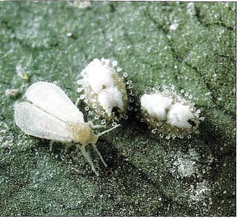 Ash whitefly adult with two fourth-instar nymphs, or “pupae.” Beads of wax on the nymphs occur at the ends of 40 or 50 tiny siphons, or tubes, arising from the dorsal surface.