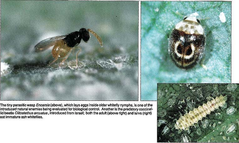The tiny parasitic wasp Encarsia (above), which lays eggs inside older whitefly nymphs, is one of the introduced natural enemies being evaluated for biological control. Another is the predatory coccinellid beetle Clitostethus arcuatus, introduced from Israel; both the adult (above right) and larva (right) eat immature ash whiteflies.