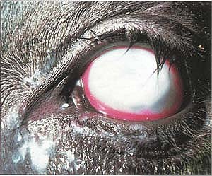Pinkeye, an infectious bacterial disease in cattle, can cause a painful corneal ulcer that in some cases may lead to blindness.
