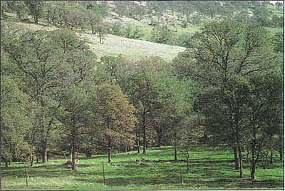 Normal rainfall patterns resumed in 1989, and the same trees were just beginning to turn brown toward the end of November.